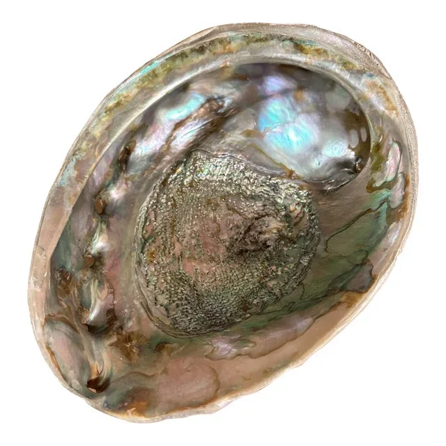 1980s Giant Abalone Shell