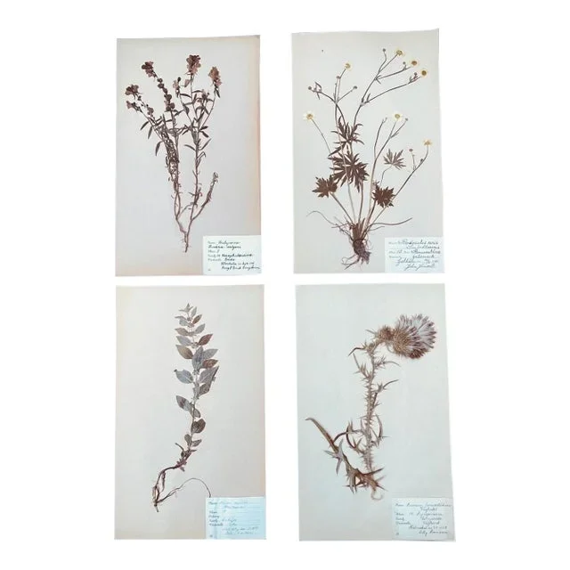 4 Athentic Antique Swedish Pressed Botanicals 1900s Beautifully Composed Herbarium Specimens Vintage Pressed Flowers