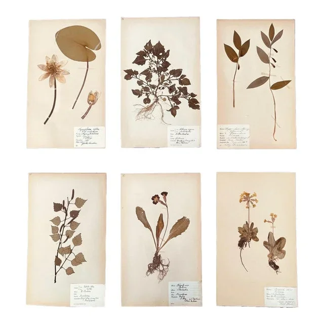 6 Authentic Antique Swedish Botanicals Pressed Herbarium 1900s Beautiful Specimens Vintage Herbs Botanical