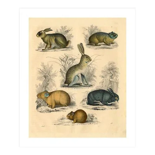 ‘Small Animals’ Archival Reproduction Print