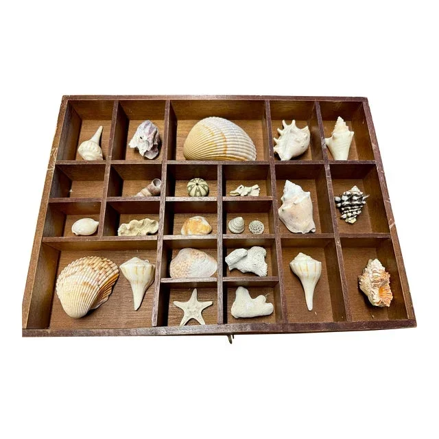 Antique Drawer With Shell Collection