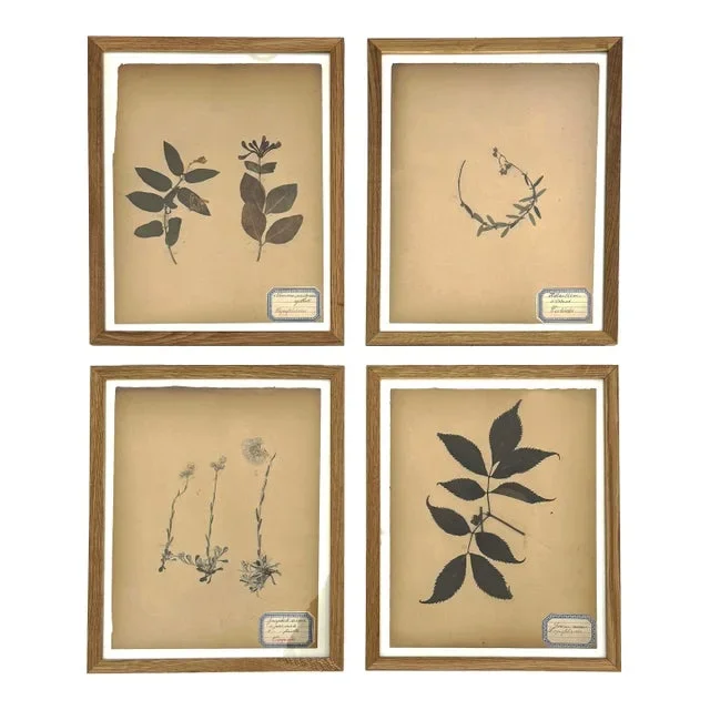 Antique French Herbarium Specimens From Late 19th Century – Set of 4