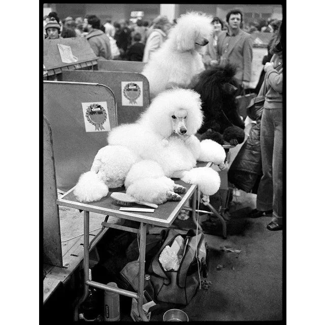 Arthur Steel: Pampered Pooch, Limited Edition Photograph 24 X 19”