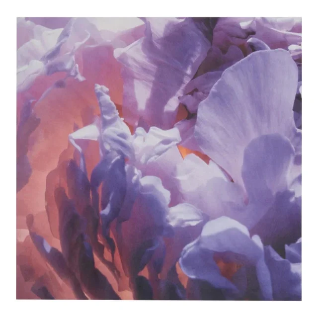 Backlit Purple Flowers, Jonathan Singer