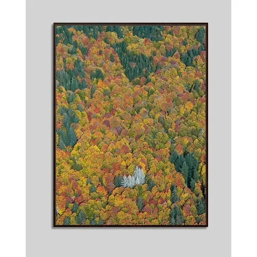 Bernhard Lang, Bavarian_Forest_02, Photograph