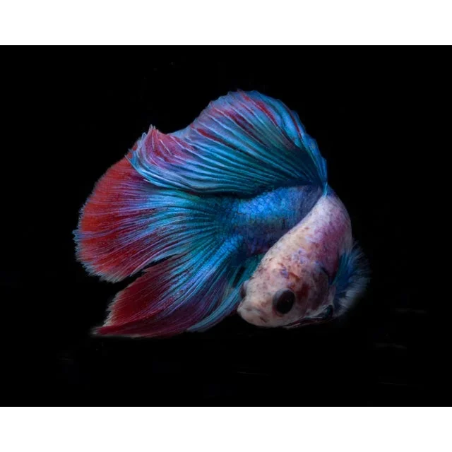Betta 100 Photograph