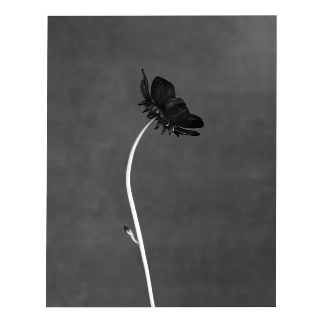 Black Bloom – Limited Edition Large Format Floral Photography on Fine Art Paper 2024