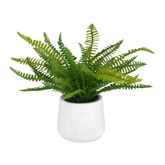 Boston Fern Plant