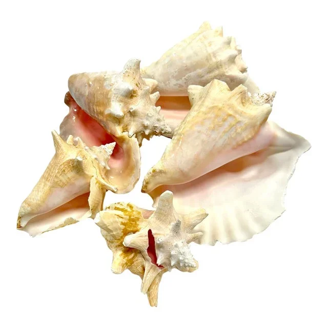 Conch Shell Collection, 5 Pcs.