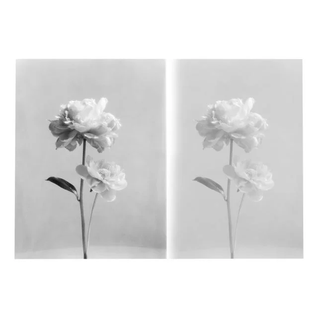 Double Peony – Still Life Film Photography Collage, Limited Edition of 5 2023