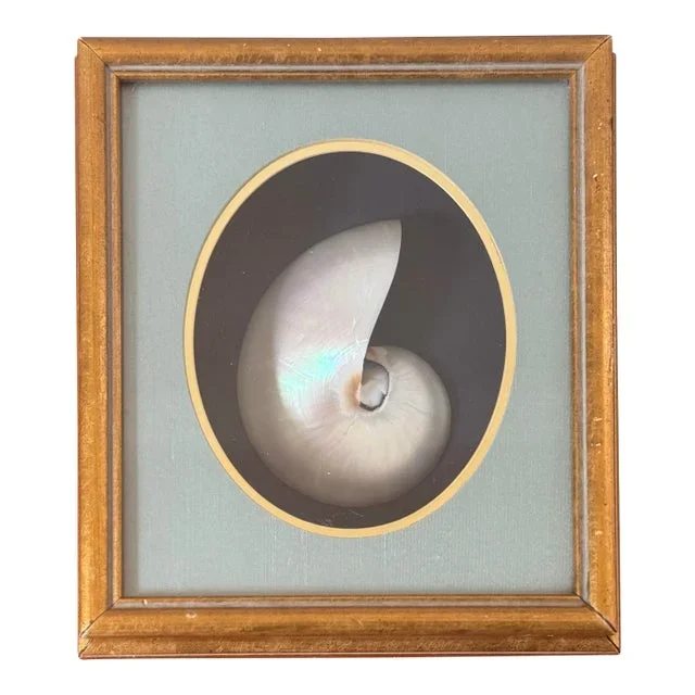 Framed Nautilus Shell Shadowbox – Vintage Coastal Specimen Display in Gold Frame