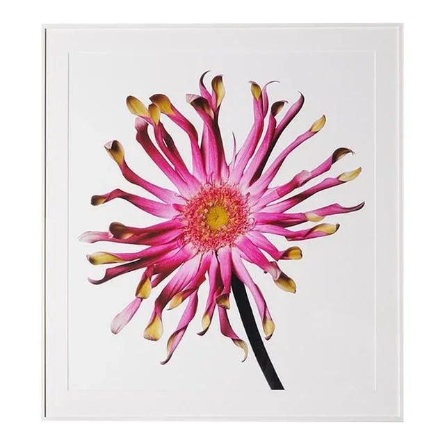 Gerbera Daisy, Framed Photograph, 51 x 56