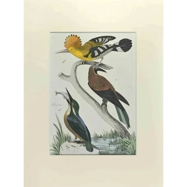 Johann Friedrich Naumann, Cockatiel, Etching, 1840