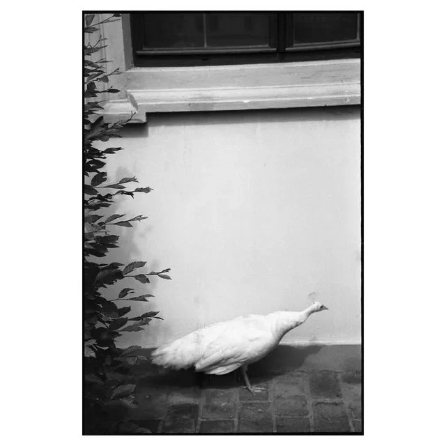 Paul Cooklin, Peahen, Silver Gelatin Photograph, Limited Edition of 10