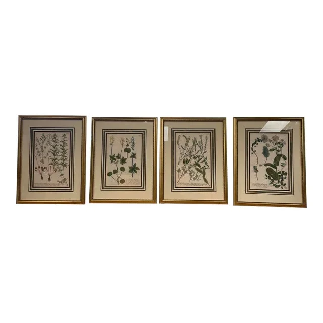 Set of Four 18th Century Hand-Colored Botanical Engravings by Johann Weinmann