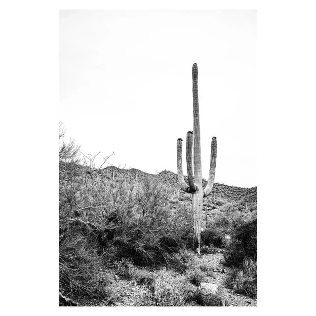 Southwest Desert Cactus Photo in Black and White – 40″ X 60″