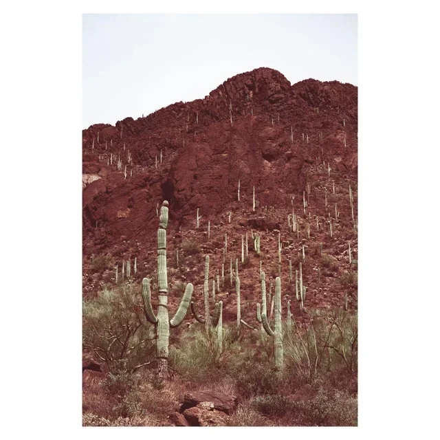 Southwest Desert Landscape With Cactus Photograph – 32″ X 48