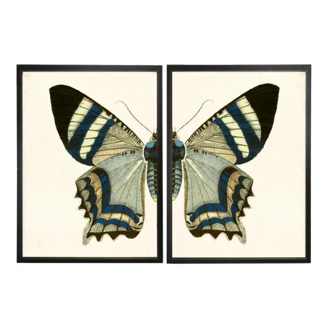 Split White & Blue Butterfly in Black & Copper Shadowbox – 62″ x 37″, Set of 2
