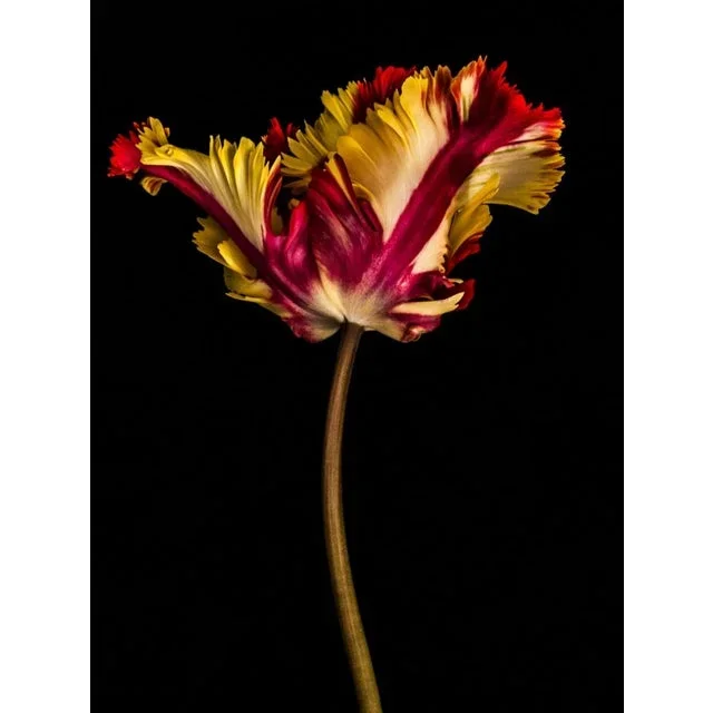 Tulipa IV by Dale Grant – Limited Edition Fine Art Print | Yellow Tulip, Signed & Unframed