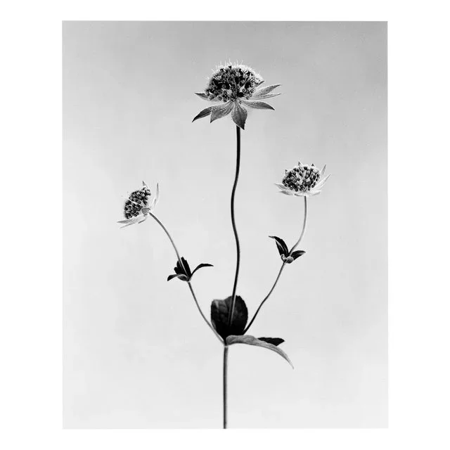 Ugne Pouwell, Astrantia, 2022, Photography