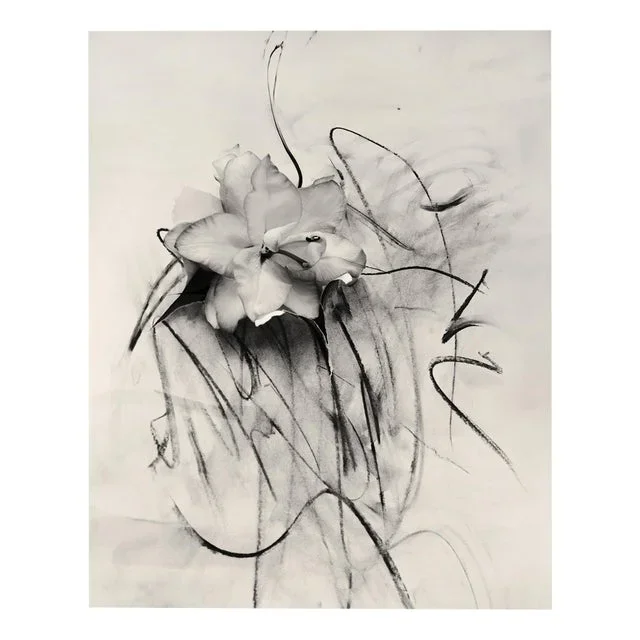 Ugne Pouwell, Lily in Charcoal, 2023, Photography