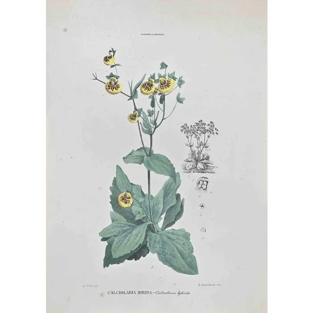 Vincenzo Tenore, Hybrid Calciolaria, Lithograph, 1870s