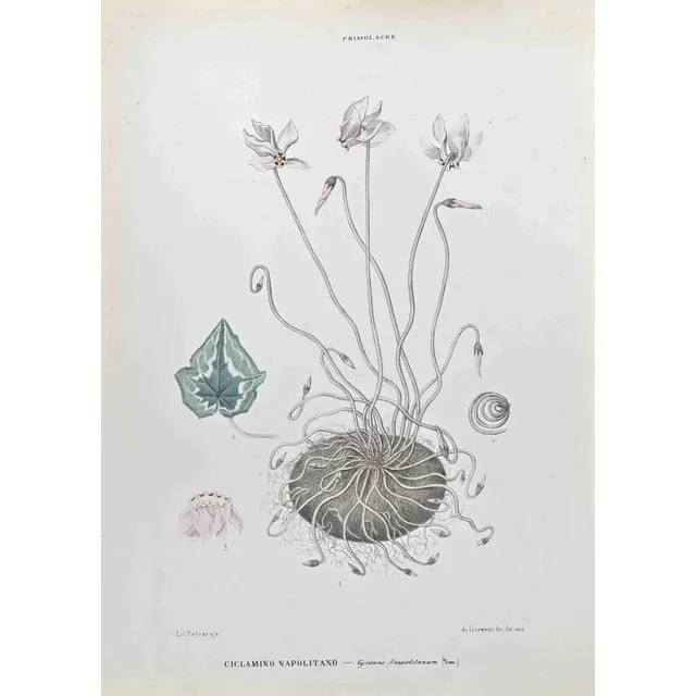 Vincenzo Tenore, Ivy Leaf Cyclamen, Lithograph, 1870s