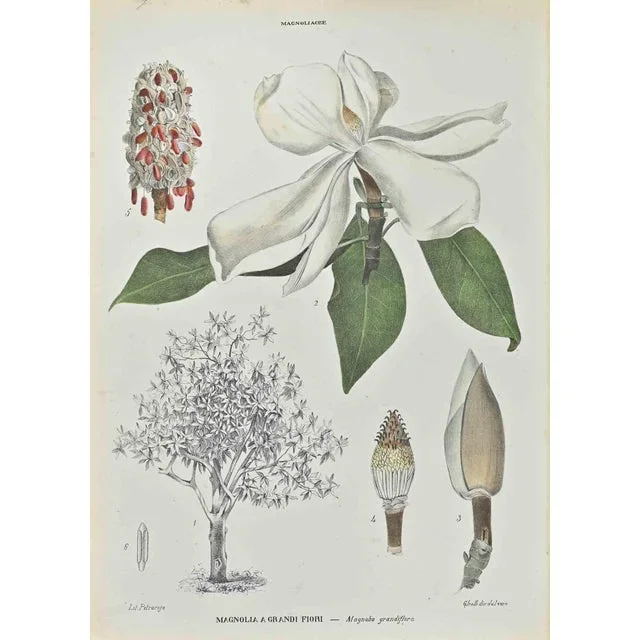 Vincenzo Tenore, Large-Flowered Magnolia, Lithograph, 1870s