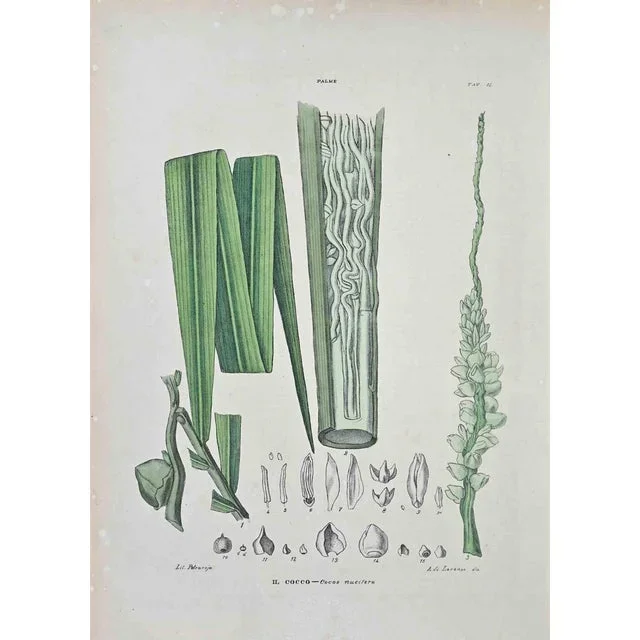 Vincenzo Tenore, The Coconut, Lithograph, 1870s