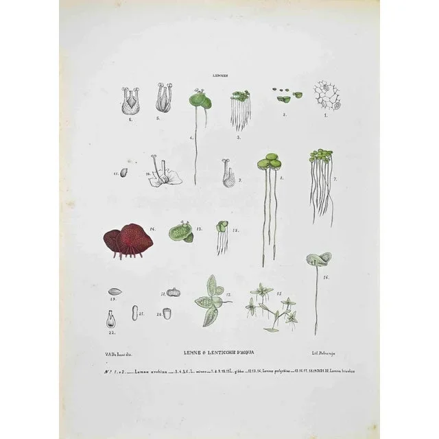 Vincenzo Tenore, The Lemne or Duckweed, Lithograph, 1870s