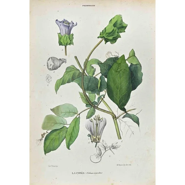 Vincenzo Tenore, The Polemoniaceae, Lithograph, 1870s