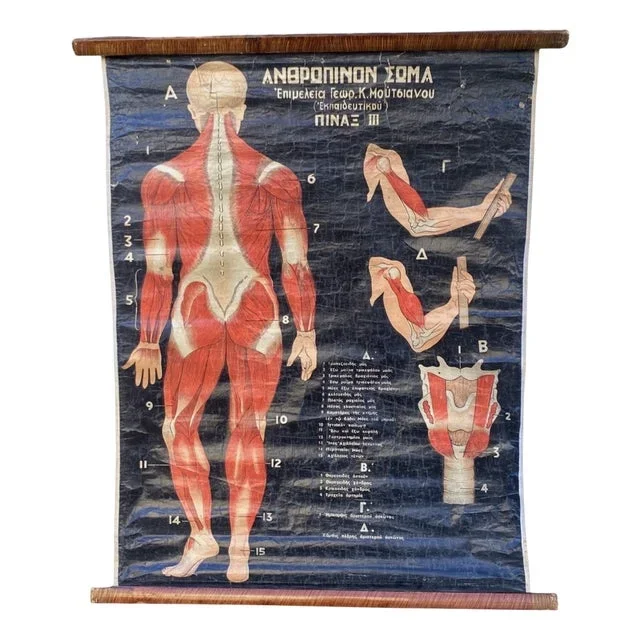 Vintage Greek Folding Wall Poster of Medical Interest Human Body III, 1950s