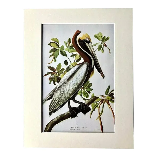 Vintage John James Audubon Matted Print, 1966: Brown Pelican