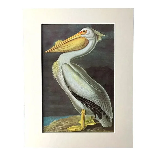 Vintage John James Audubon Matted Print, 1966: White Pelican
