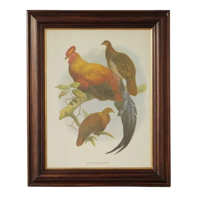 Vintage Ornithological Print, ‘Gallus Lafayettii’