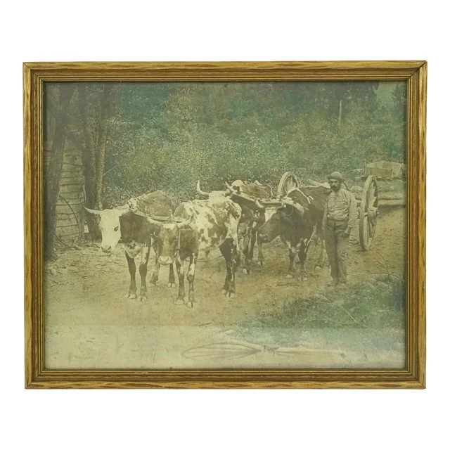 Vintage Rural Farmer With Oxen Wagon Photograph