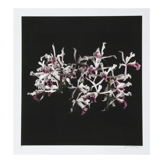 White Purple (Tube Flowers), Jonathan Singer