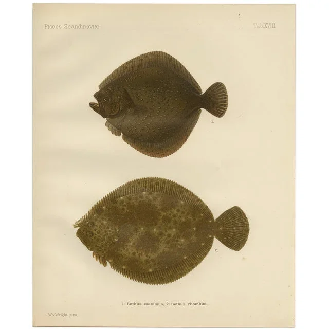 Wilhelm von Wright, Turbot and Brill, Scandinavian Flatfish, 1895, Lithograph