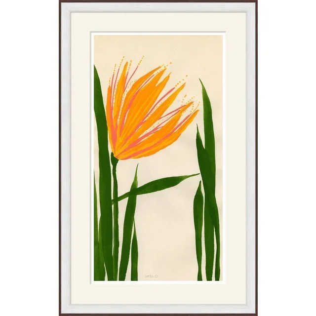 Witch Hazel Framed Art Print